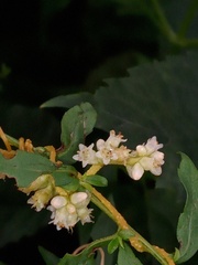 Cuscuta gronovii