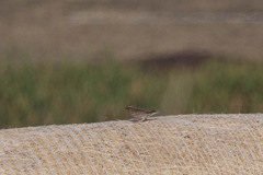 Passerculus sandwichensis