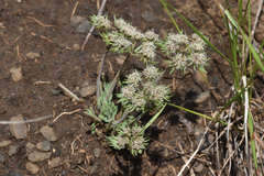 Lomatium