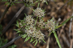 Lomatium