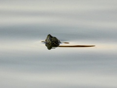 Pseudemys concinna concinna