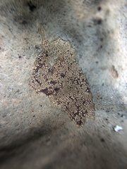 Lecanoromycetes
