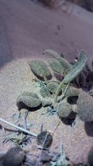 Abronia elliptica