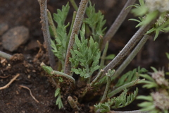 Lomatium