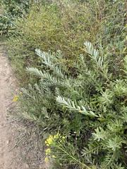 Salix humilis tristis