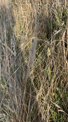 Calamagrostis epigejos