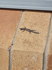 Cryptoblepharus pulcher