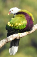 Ptilinopus magnificus