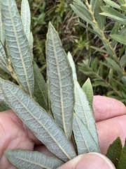 Salix humilis tristis