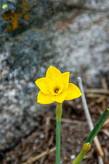 Narcissus
