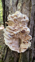 Climacodon septentrionalis