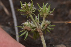 Lomatium
