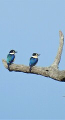 Todiramphus macleayii