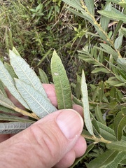 Salix humilis tristis