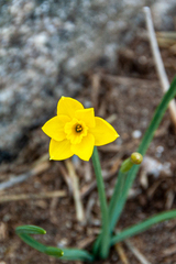 Narcissus