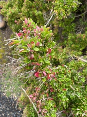 Rhagodia candolleana