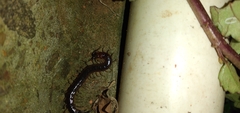 Scolopendridae