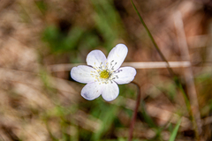 Hepatica nobilis