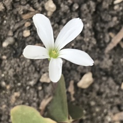 Oxalis triangularis