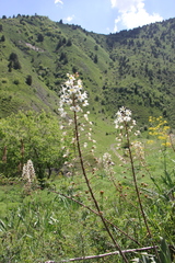 Eremurus lactiflorus