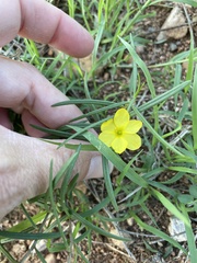 Talinum polygaloides