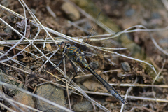 Cordulia shurtleffii