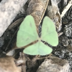 Oxalis triangularis