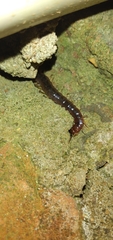 Scolopendridae