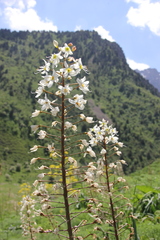 Eremurus lactiflorus
