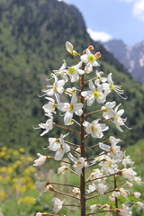 Eremurus lactiflorus