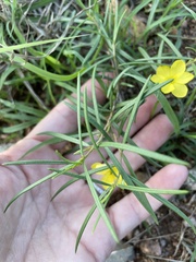 Talinum polygaloides