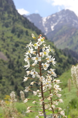 Eremurus lactiflorus