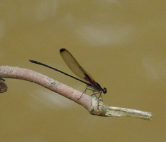 Hetaerina titia