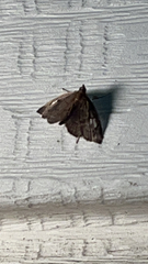 Perispasta caeculalis