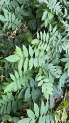 Wisteria sinensis