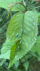 Graphocephala atropunctata