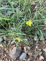 Talinum polygaloides