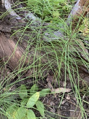 Equisetum arvense
