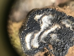 Daldinia concentrica