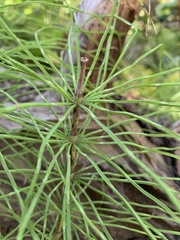 Equisetum arvense