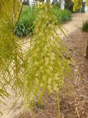 Acacia cognata