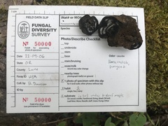 Daldinia concentrica