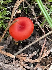 Hygrocybe