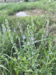 Verbena canescens