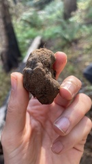 Daldinia concentrica