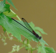 Hetaerina titia