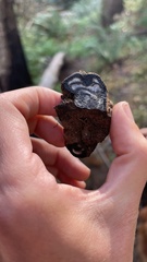 Daldinia concentrica