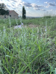 Verbena canescens