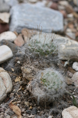 Mammillaria guelzowiana