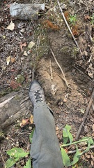 Daldinia concentrica